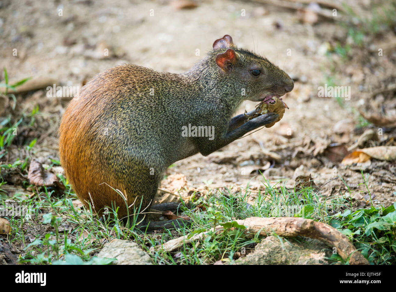 Aguti, Dasyprocta Aguti, Suriname, Südamerika Stockfoto