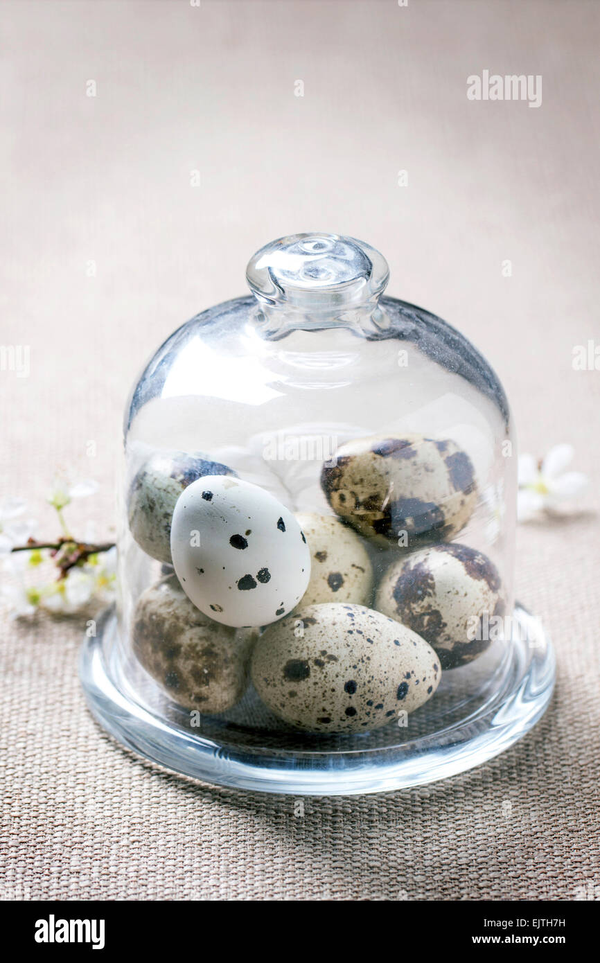 Wachteleier im Glas und Blossom Zweig als Oster-Deko über Braun Tischdecke Stockfoto