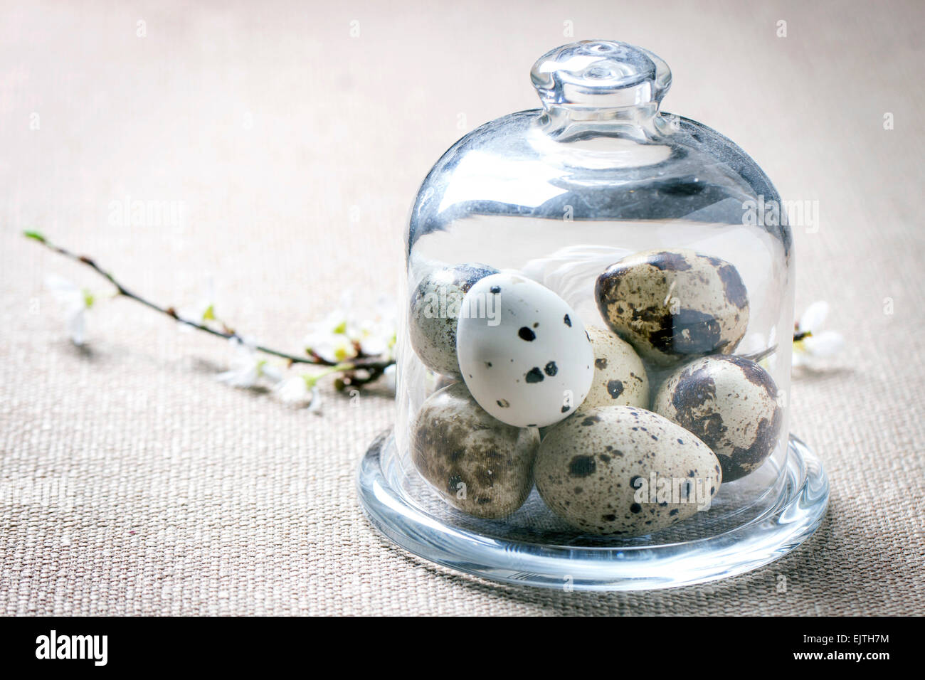 Wachteleier im Glas und Blossom Zweig als Oster-Deko über Braun Tischdecke Stockfoto