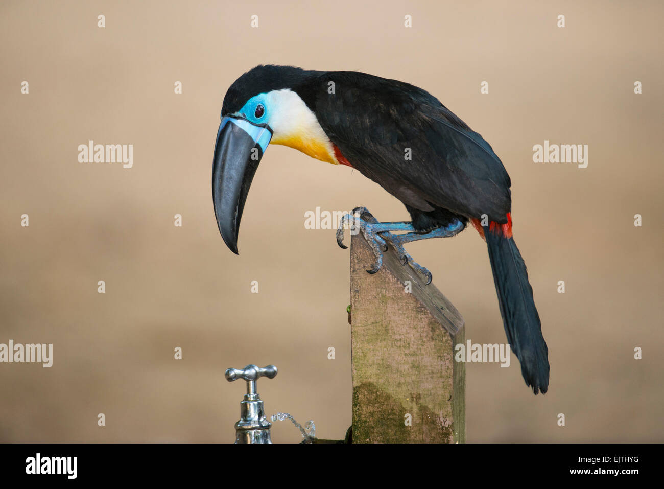 Kanal-billed Tukan, Ramphastos Vitellinus, Suriname, Südamerika Stockfoto