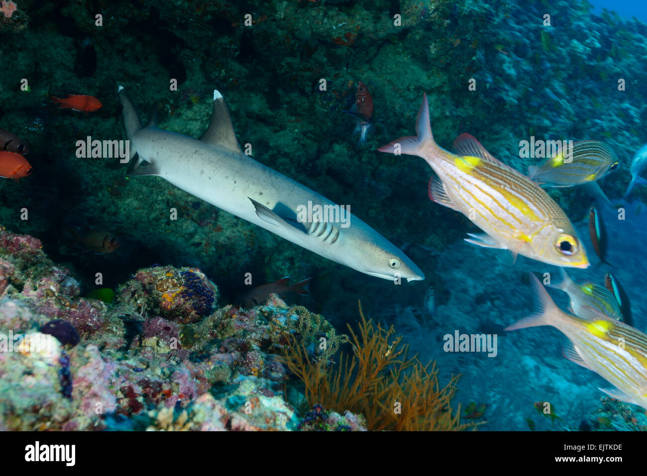 Triaenodon Obesus, Weißspitzen-Riff-Hai, Hafsha Thila, Ari Atoll, Malediven, Indischer Ozean Stockfoto