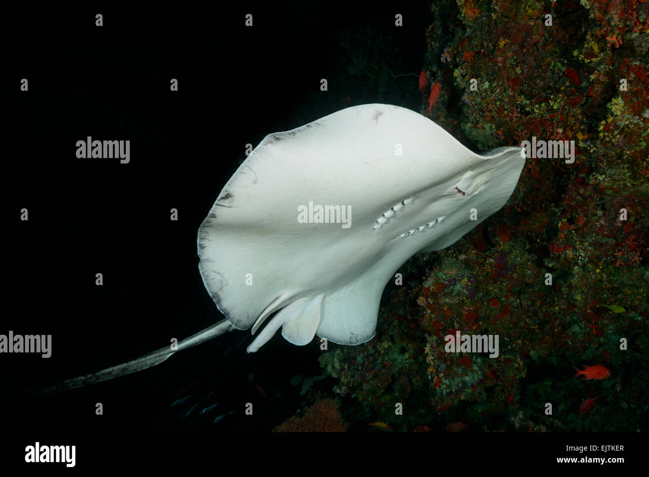 Taeniurops Meyeni Taeniura Melanospilos Taeniura Meyeni, Runde Ribbontail Strahl, Rahdhiga Thila-Ari-Atoll, Malediven, Indischer Ozean Stockfoto