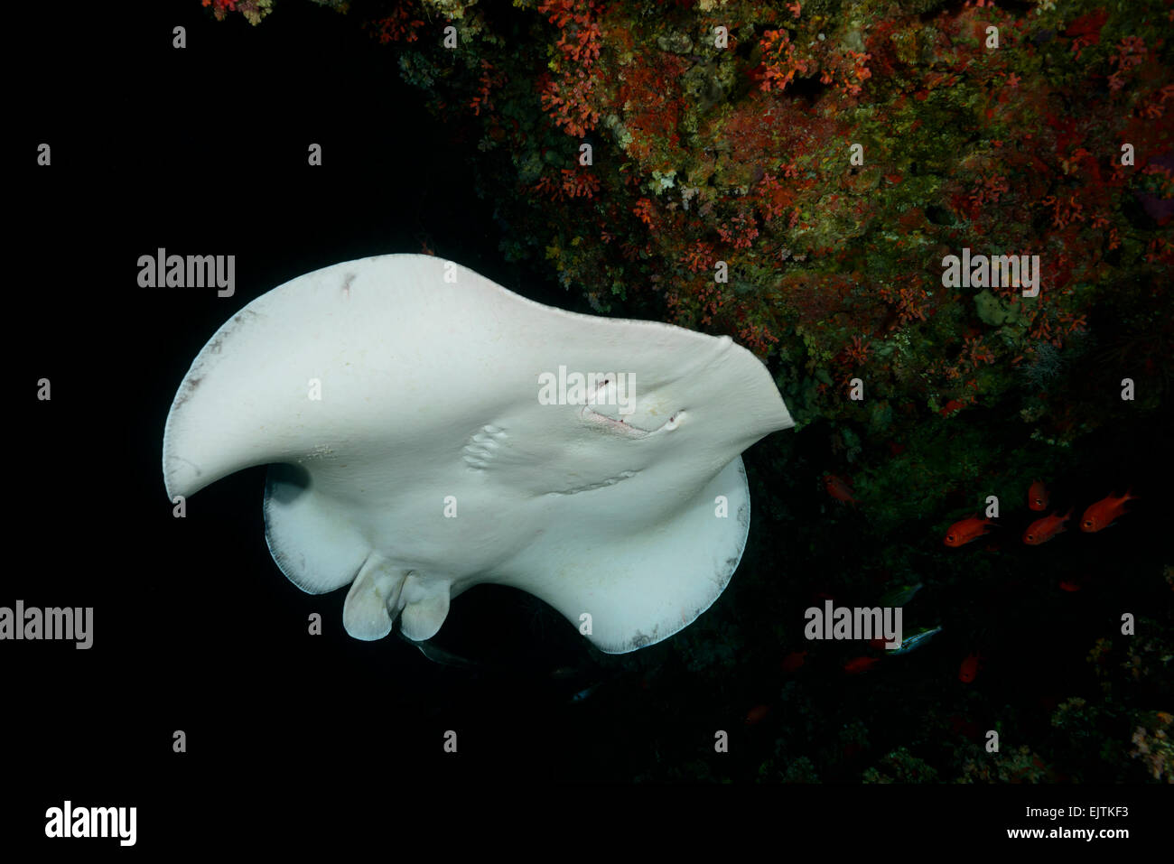 Taeniurops Meyeni Taeniura Melanospilos Taeniura Meyeni, Runde Ribbontail Strahl, Rahdhiga Thila-Ari-Atoll, Malediven, Indischer Ozean Stockfoto