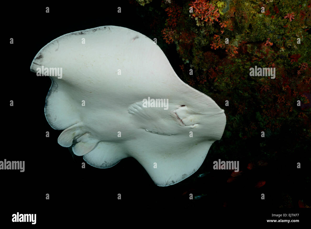 Taeniurops Meyeni Taeniura Melanospilos Taeniura Meyeni, Runde Ribbontail Strahl, Rahdhiga Thila-Ari-Atoll, Malediven, Indischer Ozean Stockfoto