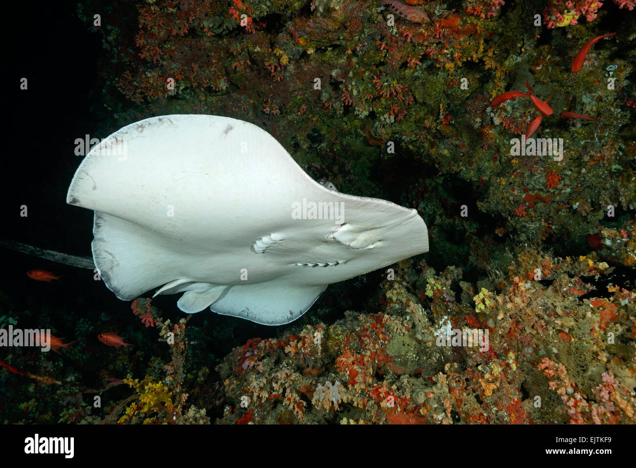 Taeniurops Meyeni Taeniura Melanospilos Taeniura Meyeni, Runde Ribbontail Strahl, Rahdhiga Thila-Ari-Atoll, Malediven, Indischer Ozean Stockfoto
