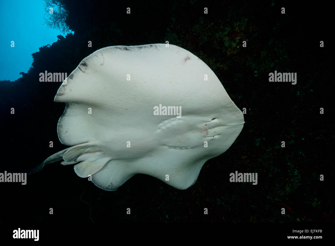 Taeniurops Meyeni Taeniura Melanospilos Taeniura Meyeni, Runde Ribbontail Strahl, Rahdhiga Thila-Ari-Atoll, Malediven, Indischer Ozean Stockfoto