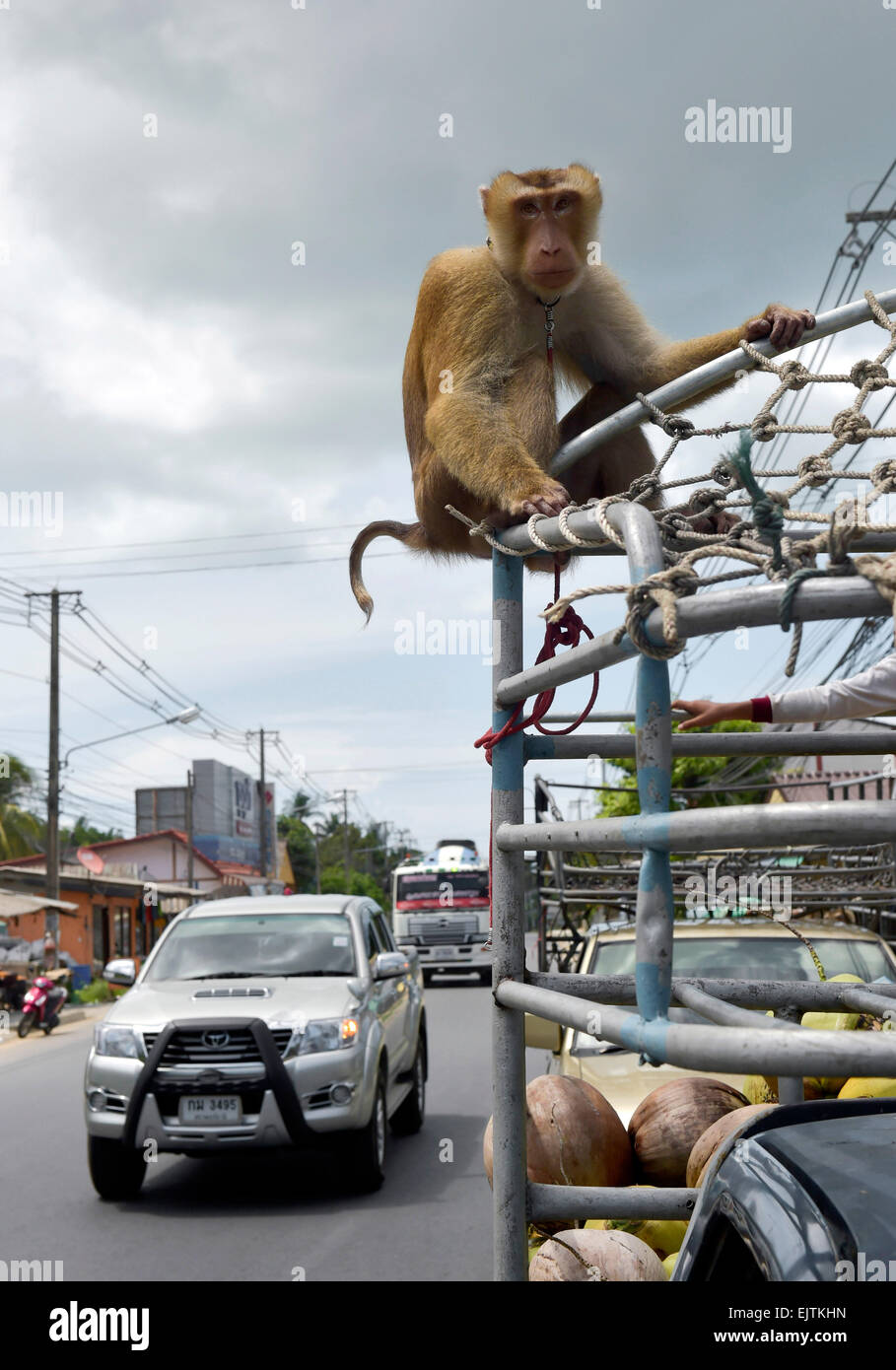 Nördlichen Schwein-tailed Macaque (Macaca Leonina) auf einem Pick-up in Verkehr, Lamai, Koh Samui, Thailand Stockfoto