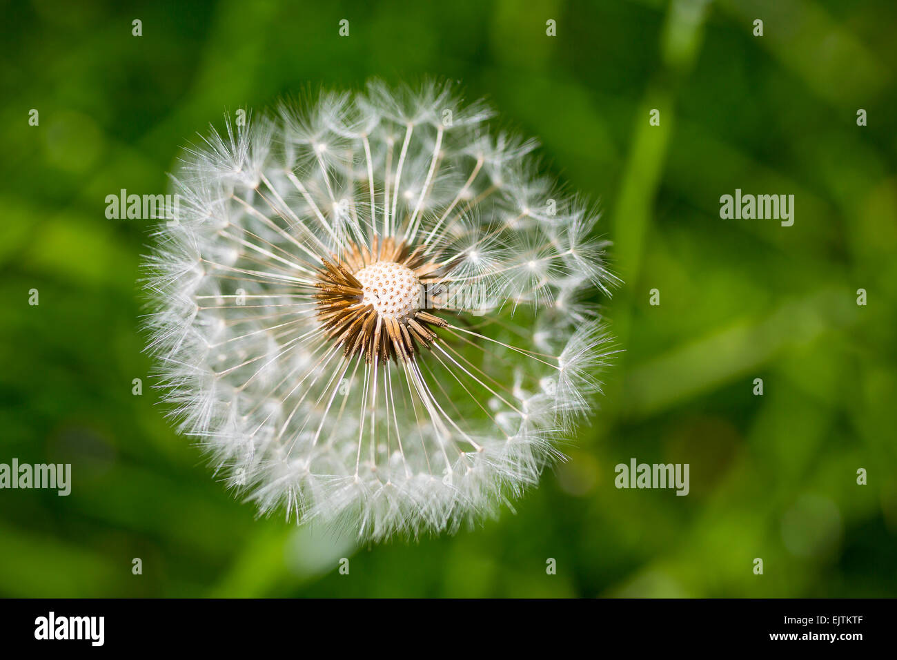 Löwenzahn (Taraxacum) Saatgut Kopf, Niedersachsen, Deutschland Stockfoto