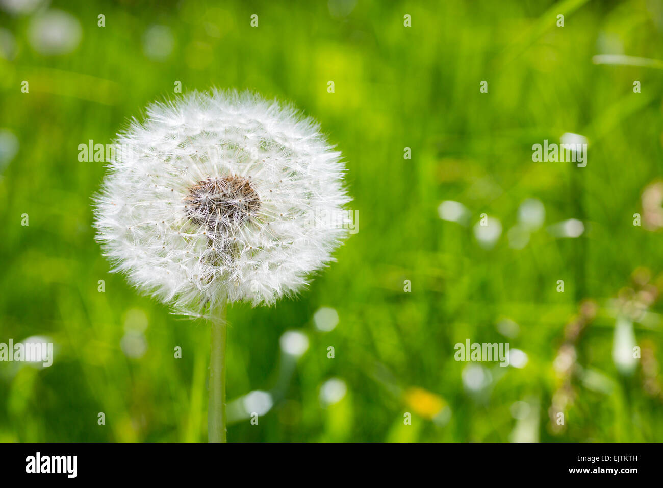 Löwenzahn (Taraxacum) Saatgut Kopf, Niedersachsen, Deutschland Stockfoto