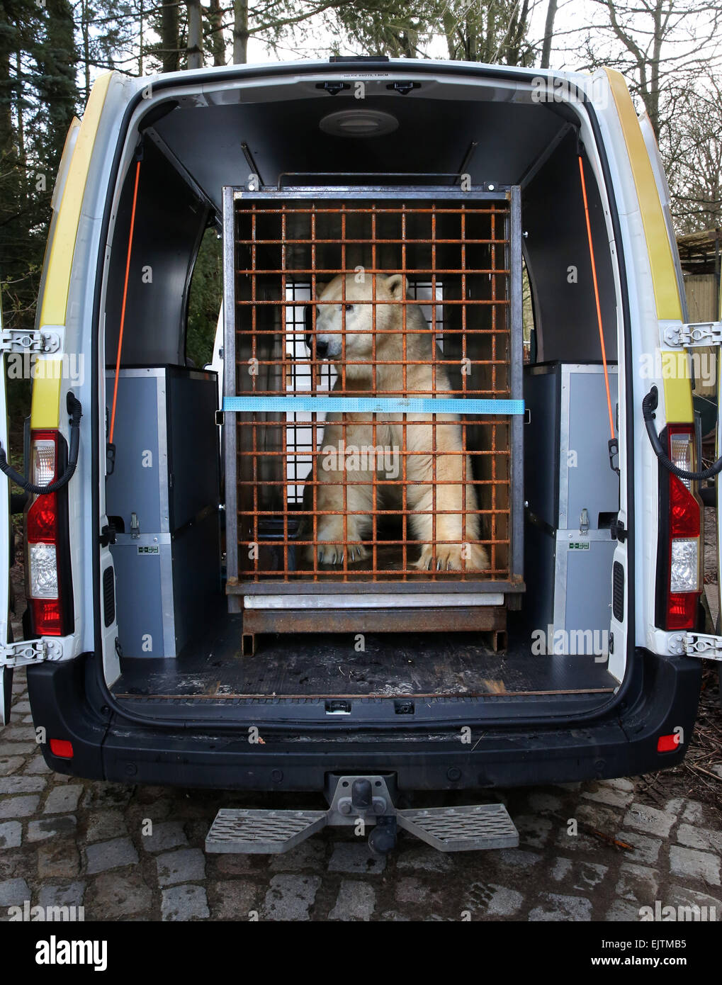 Rostock, Deutschland. 1. April 2015. Lars wacht der Eisbär langsam aus seiner Betäubung in einem Käfig im Zoo in Rostock, Deutschland, 1. April 2015. Der 320-kg-Bär ist nach Aalborg in Dänemark zu ziehen und bieten dort nachkommen. Lars wurde in München geboren, im Jahr 1993 und 1999 war in Berlin für 10 Jahre vor der Ankunft in Rostock. Foto: BERND WUESTNECK/Dpa/Alamy Live News Stockfoto