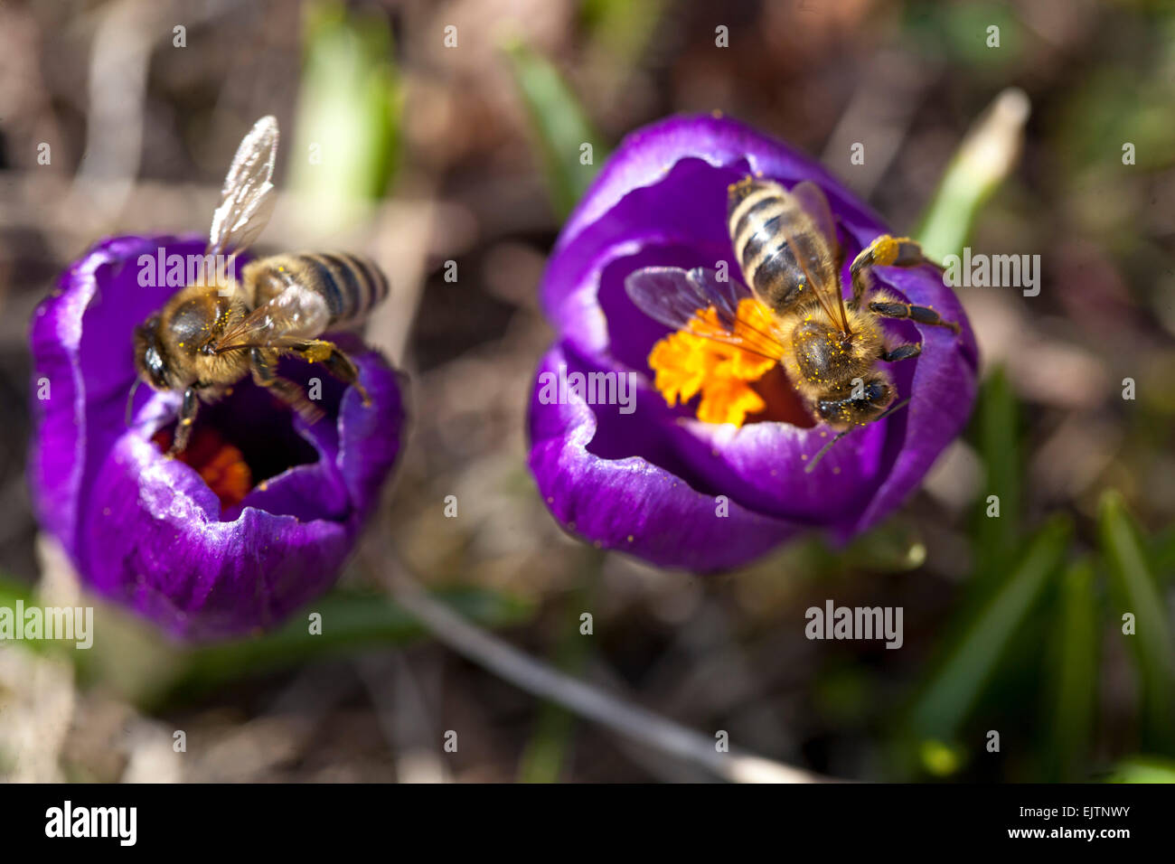 Crocus und Honigbiene Crocus Nahaufnahme, Blume, Biene, Bestäubung Stockfoto