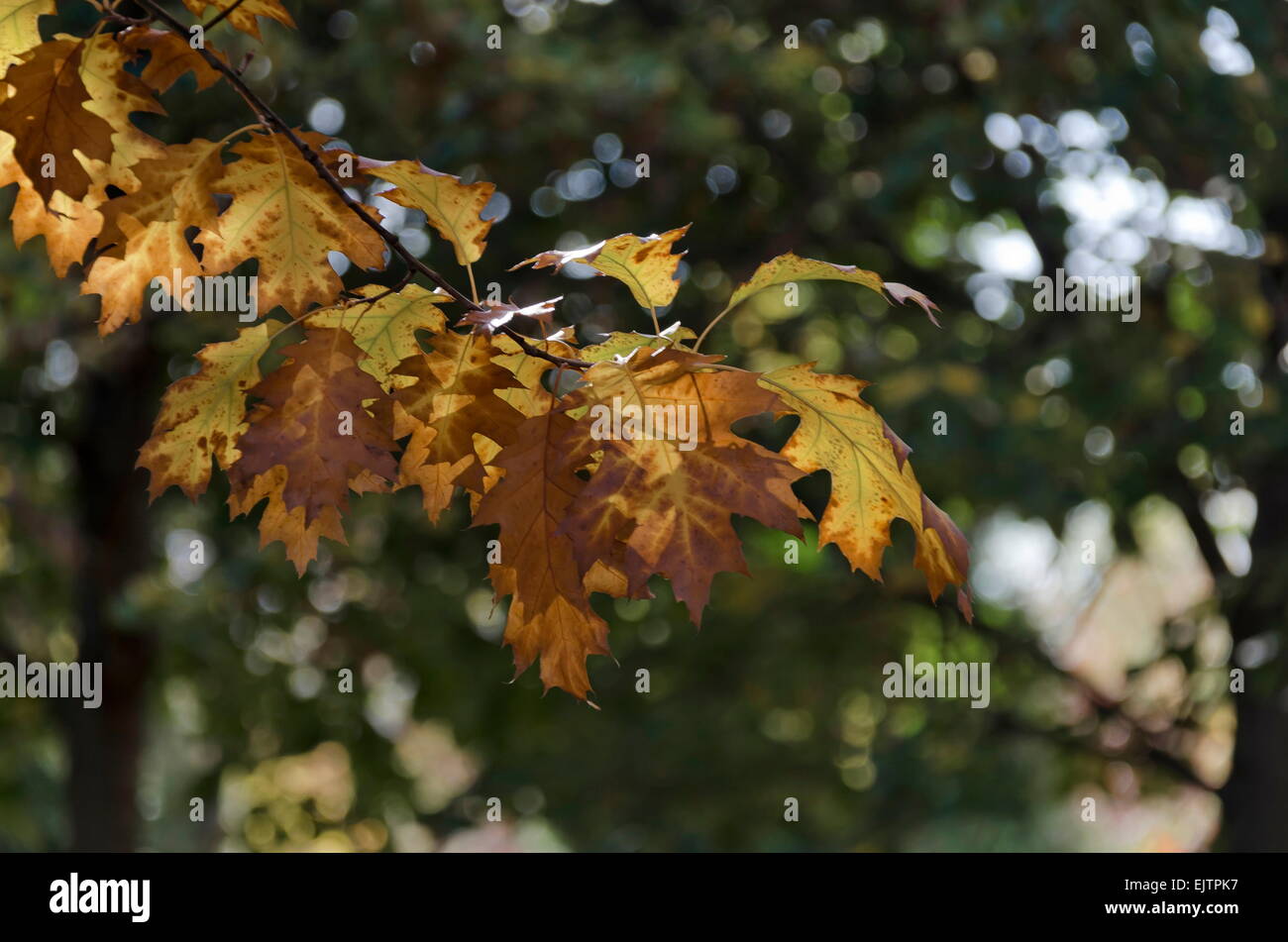 Sonnendurchflutetes goldenen herbstlichen Laub der Eiche (Quercus) Stockfoto