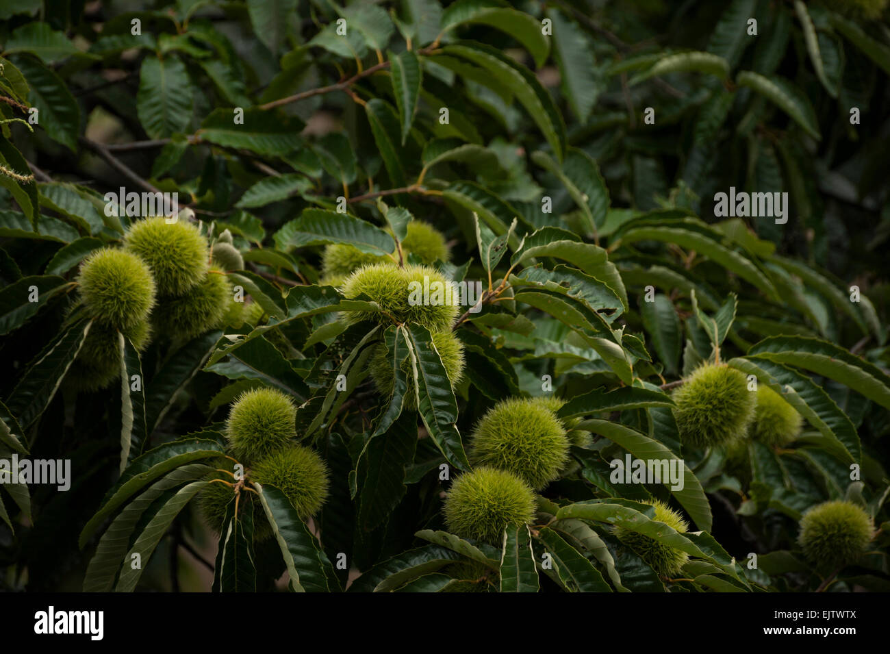 Castanea crenata, oder japanischer Kastanienbaum, mit grünen Stachelfrüchten im Sommer, Japan. Stockfoto