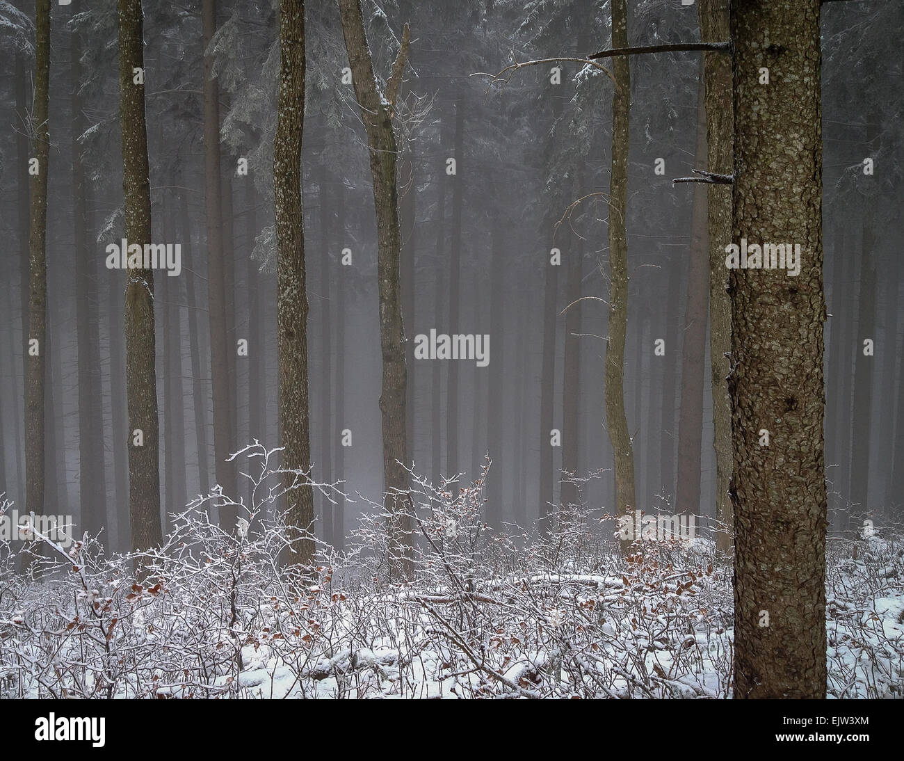 Geheimnisvolle und magische nebligen Wald im Winter. Stockfoto