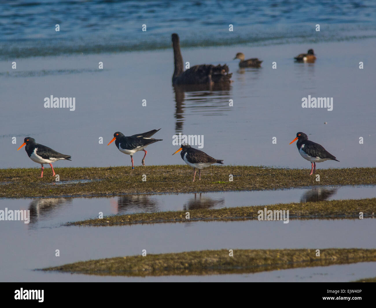 Rußiger Oyster Catcher, schwarze Schwäne Stockfoto