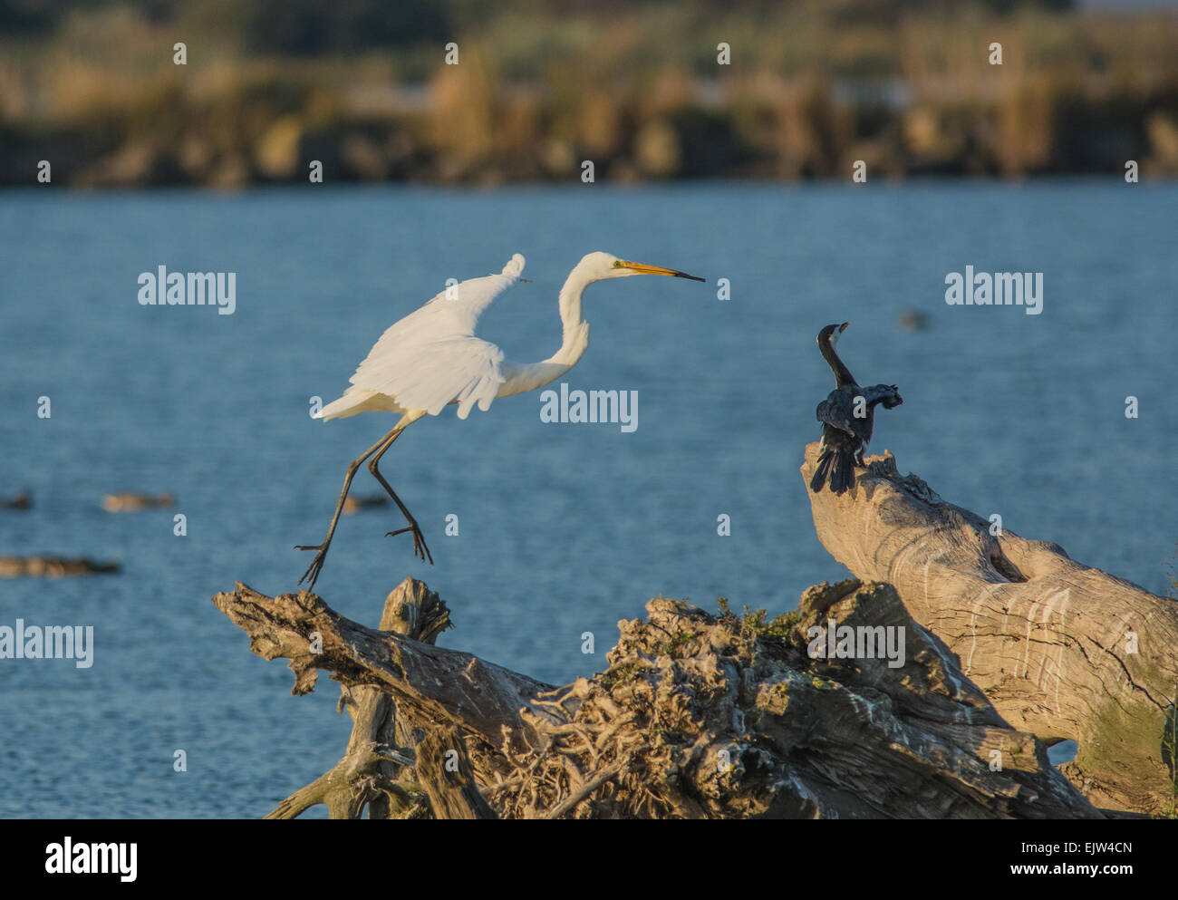 Fortgeschrittene Egret Stockfoto