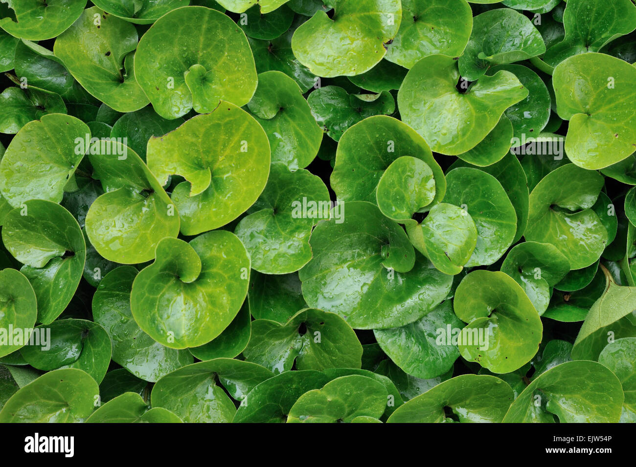 Europäische wilder Ingwer / Asarabacca / Haselwort / wilde Narde (Asarum Europaeum) Großaufnahme von grünen Blättern Stockfoto