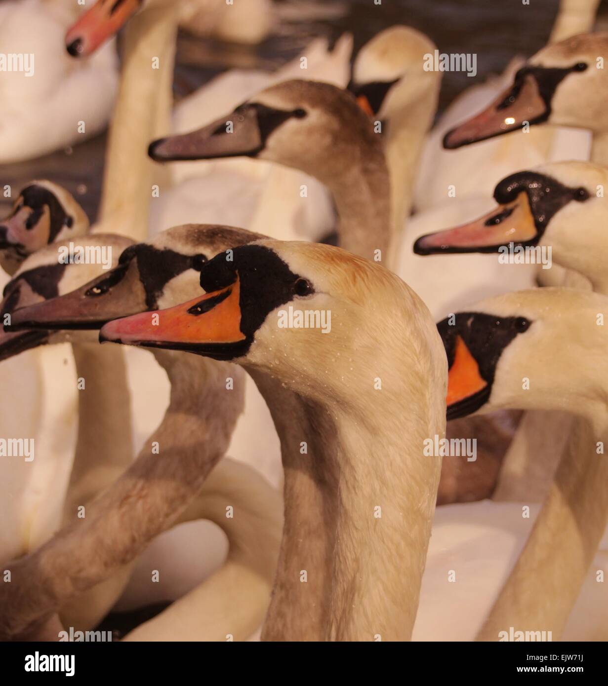 Höckerschwäne, Schwäne, Stockfoto