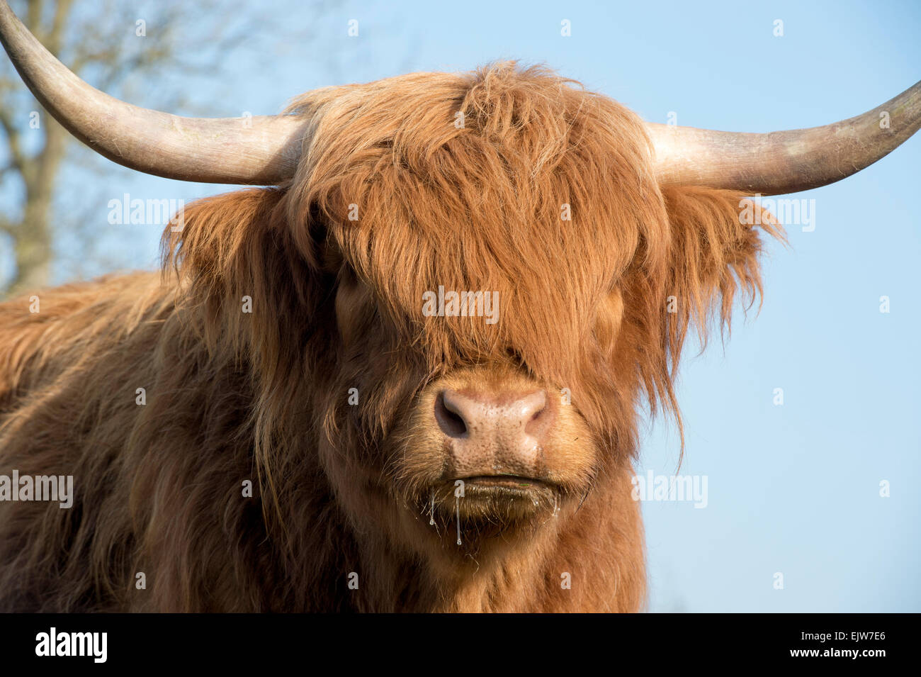 Highland Kuh im Winter in Schottland Stockfoto