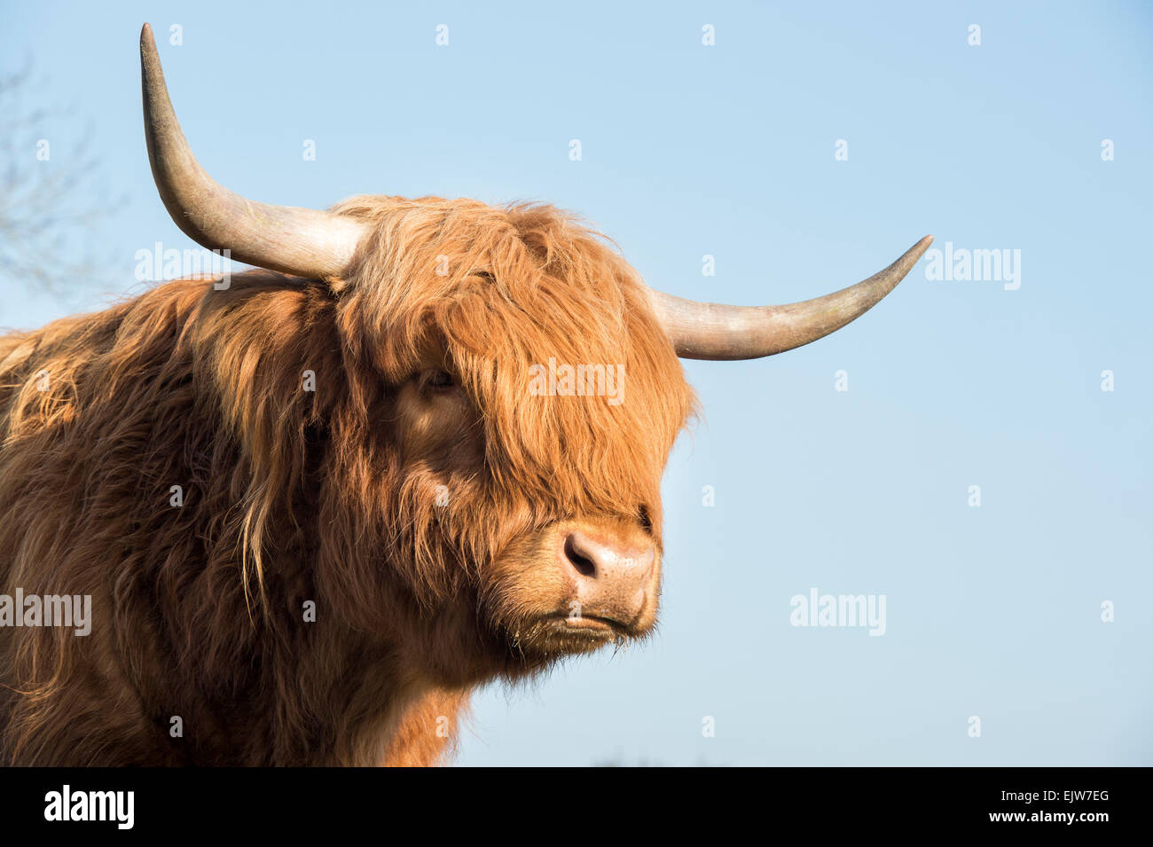 Highland Kuh im Winter in Schottland Stockfoto