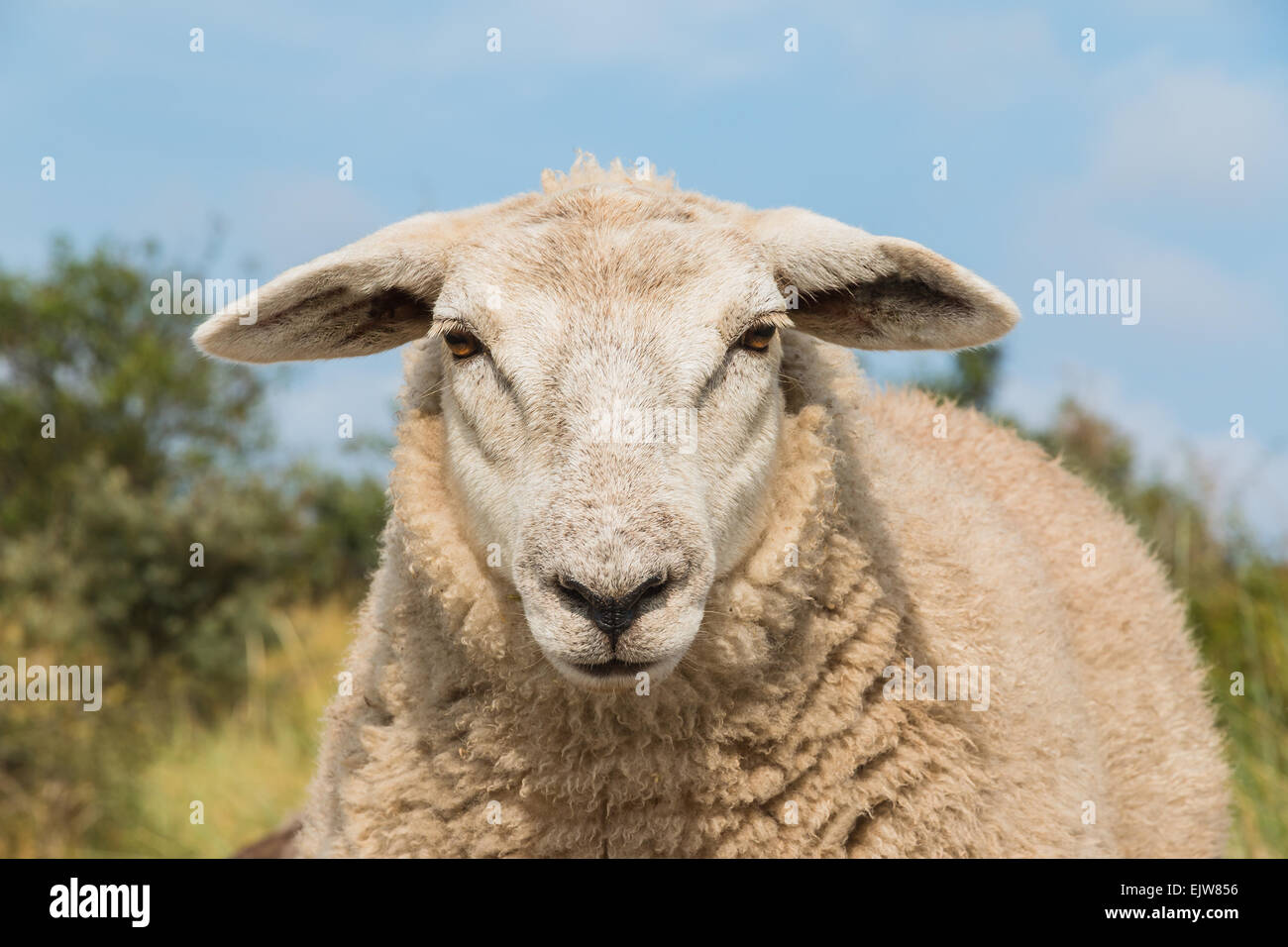 Eine Ansicht von einem Schaf Kopf schließen. Das Tier ist nur starrte zurück. Stockfoto