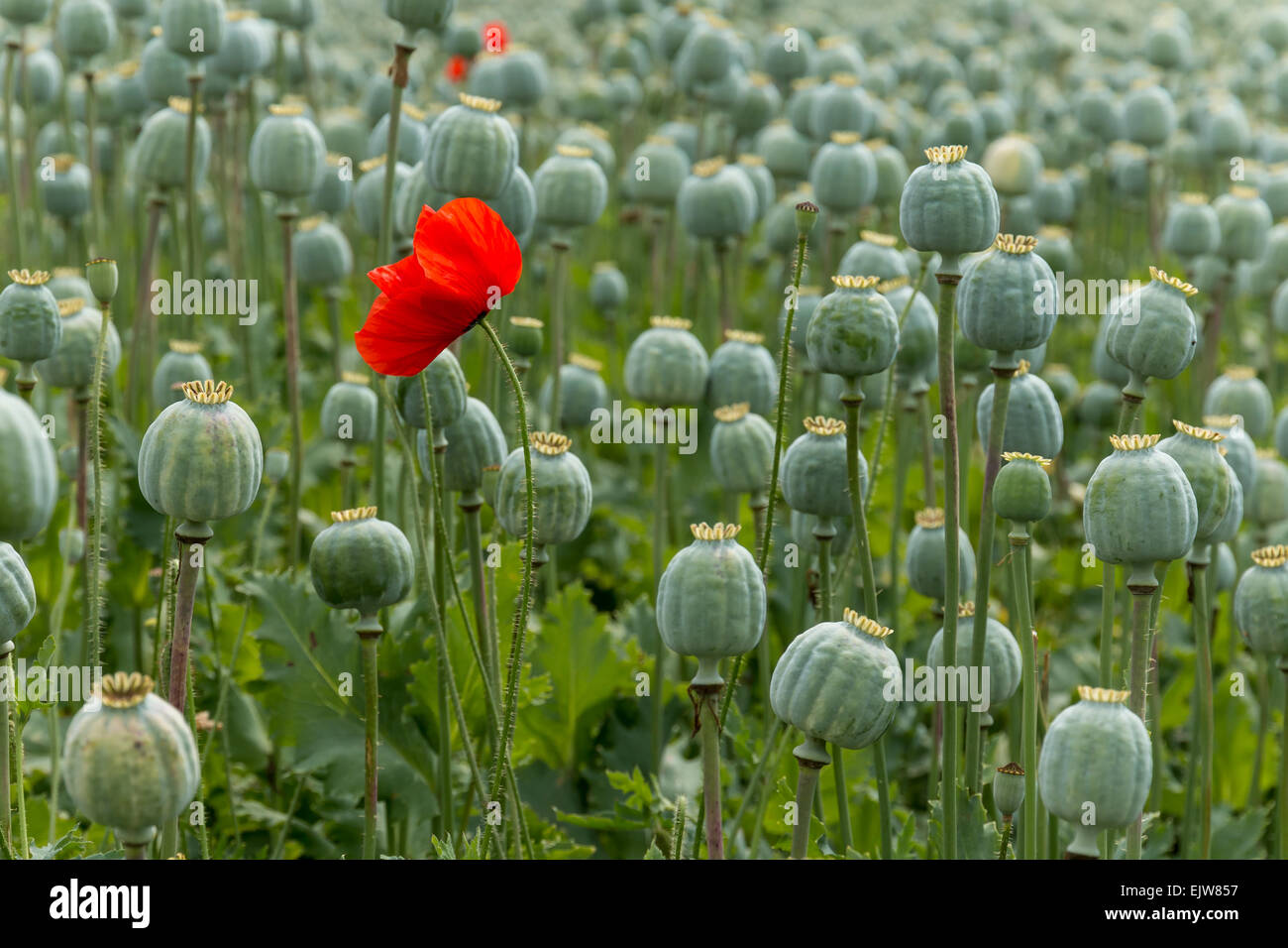 Papaver Bereich einzelne rote Mohnblume. Nur konzentriert auf Blume. Stockfoto