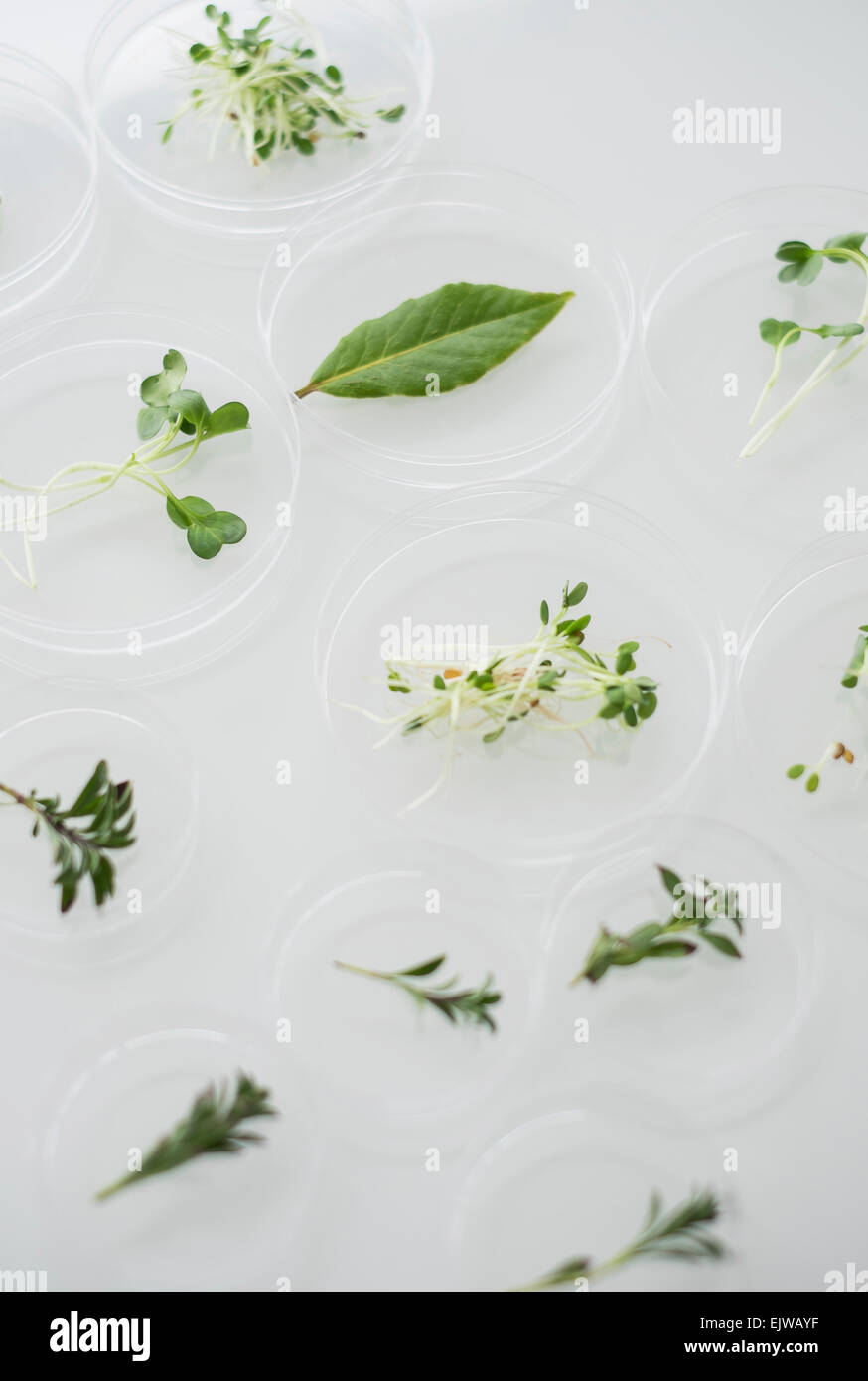 Nahaufnahme von Pflanzen in Laborglas Stockfoto