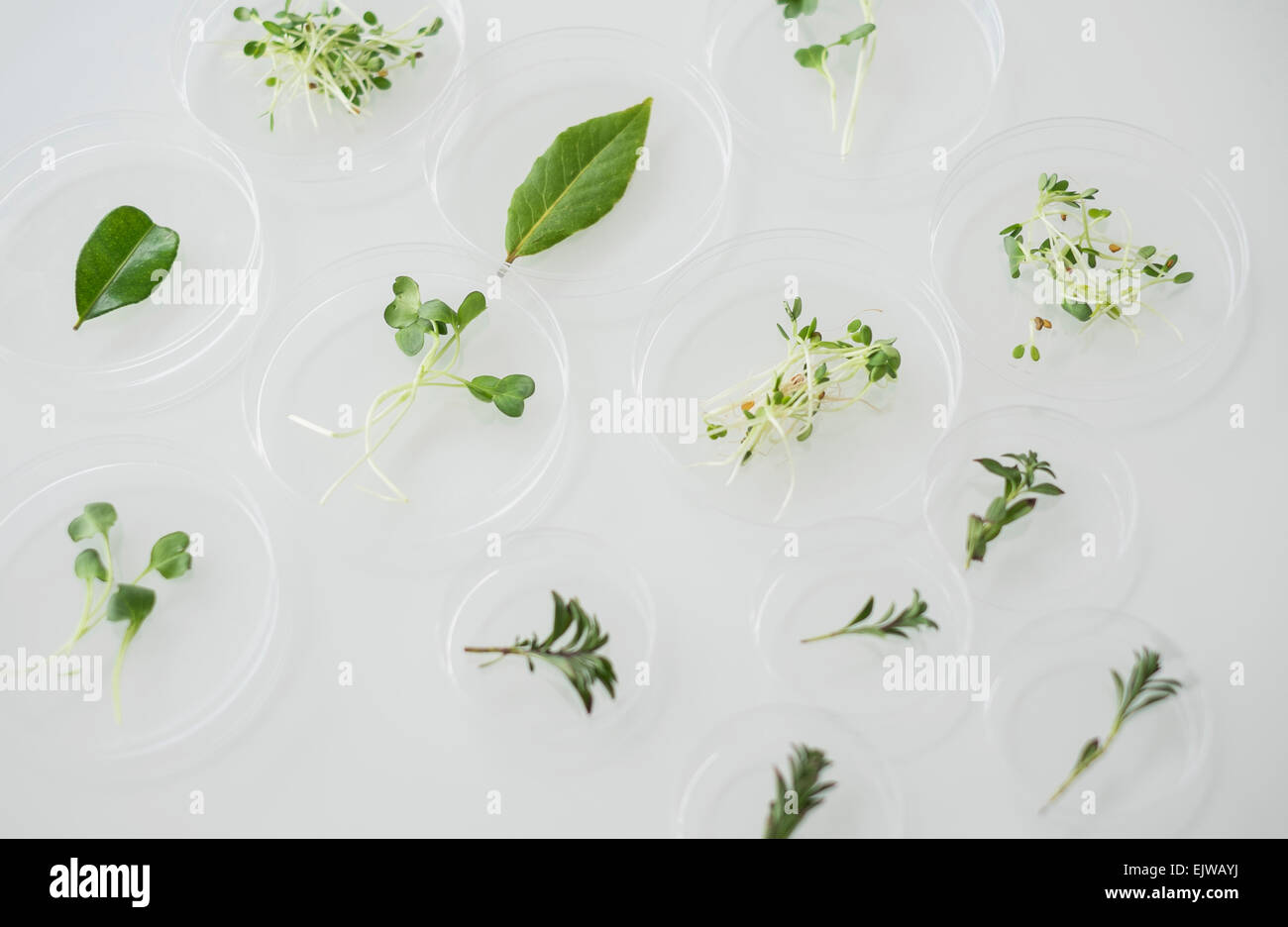 Nahaufnahme von Pflanzen in Laborglas Stockfoto