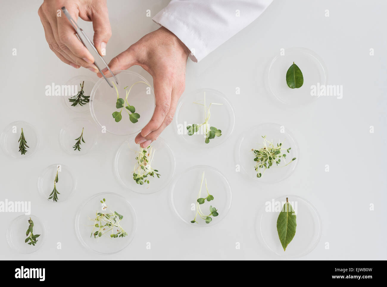 Nahaufnahme von Menschenhand Pflanzen im Labor Stockfoto