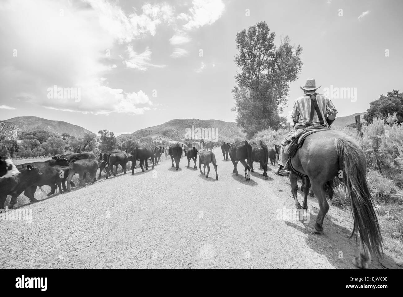 USA, Colorado, Cowboy mit Rindern Stockfoto