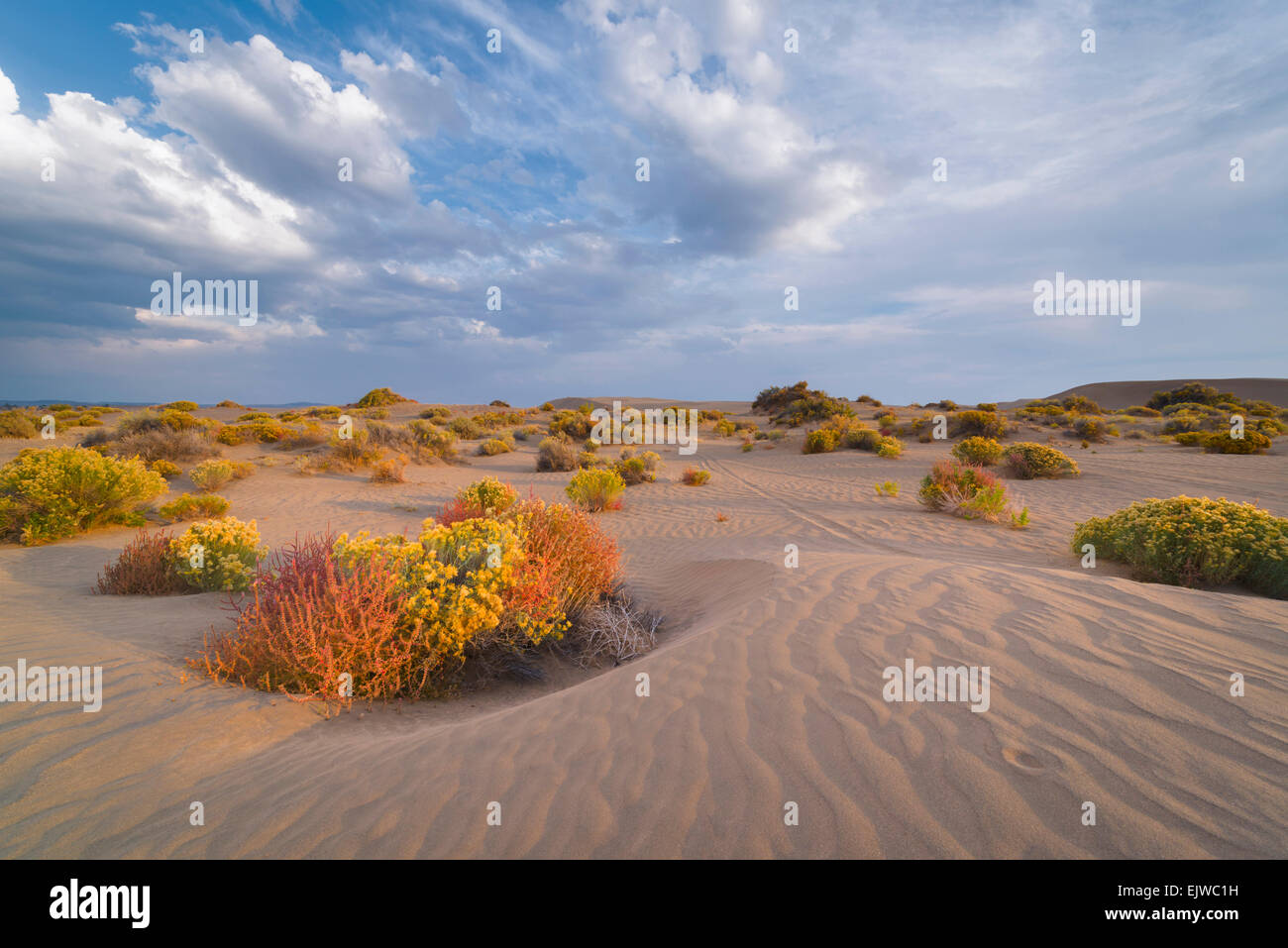 USA, Oregon, Weihnachten Tal Dünen, malerische Aussicht auf die Landschaft Stockfoto