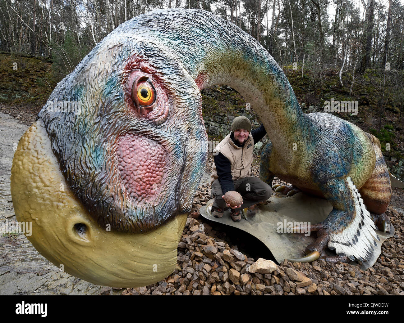 Das Modell von einer Zucht Gigantoraptor ist in der Dinosuar unter freiem Himmel Mueseum Muenchehagen, Deutschlands 31. März 2015 vorgestellt. Der wissenschaftliche Leiter des Mueseum, Nils Knötschke, hält ein versteinertes Ei. Das Modell ist die weltweit erste Rekonstruktion der Gattung Dinsosaur, die in China im Jahr 2005 erforscht wurde. Foto: Holger Hollemann/dpa Stockfoto