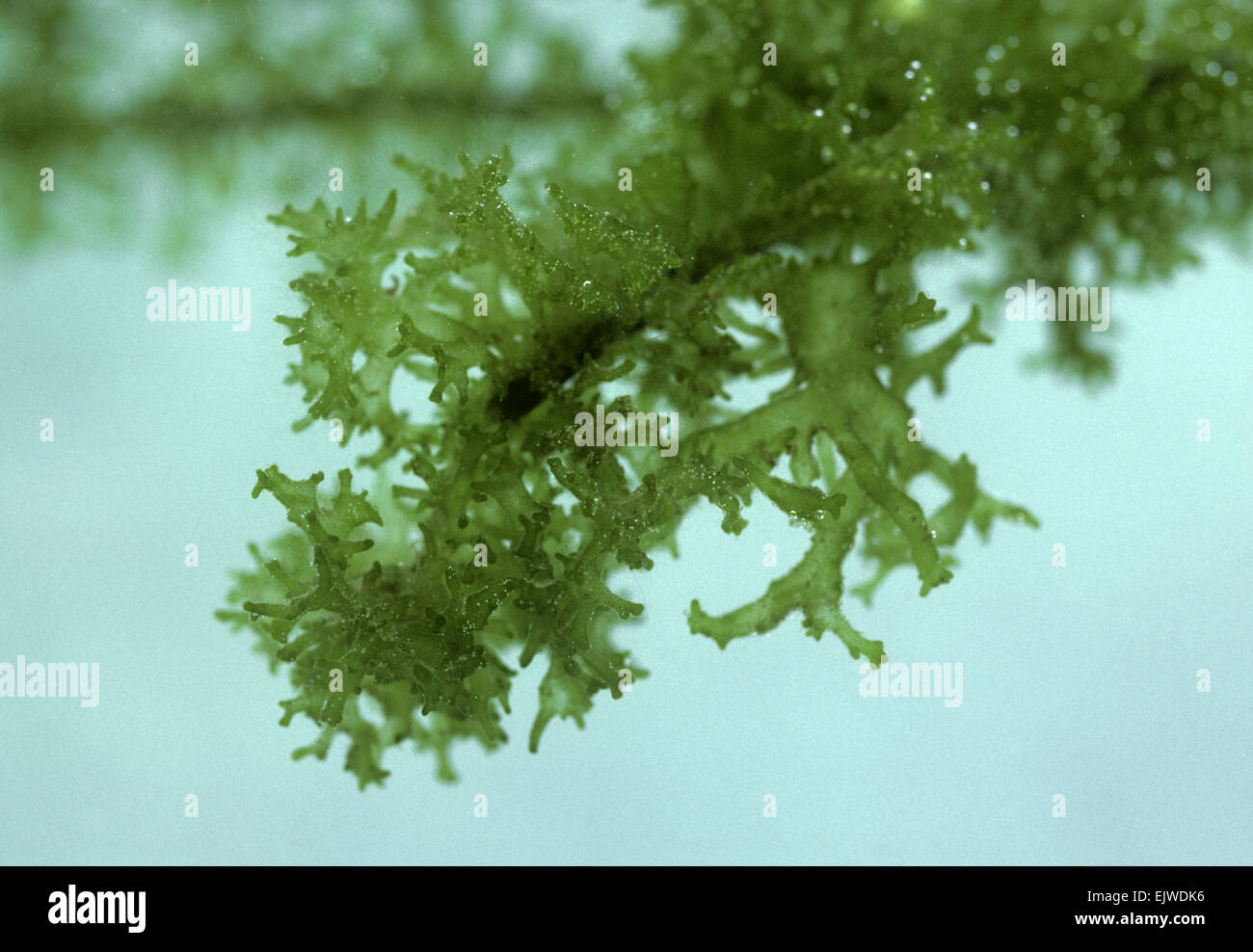 Teich Schwamm - Spongilla lacustris Stockfoto