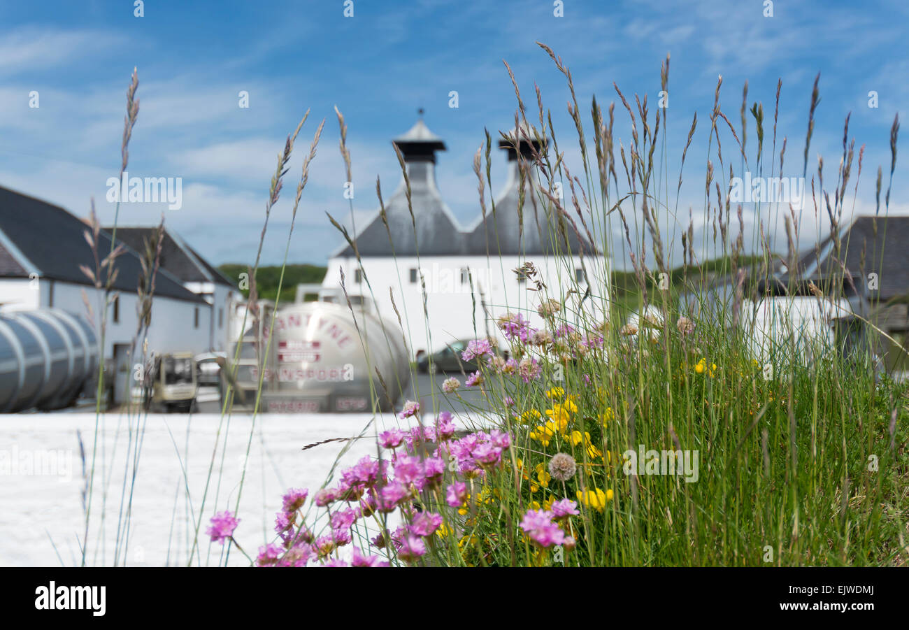 Ardbeg Destillerie mit wilden Blumen Stockfoto