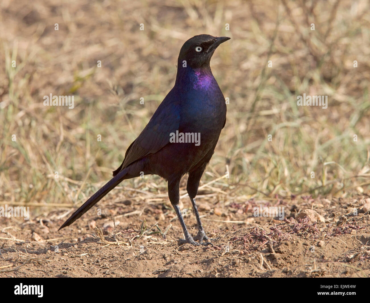 Ruppell die langschwänzigen Starling stehen Stockfoto