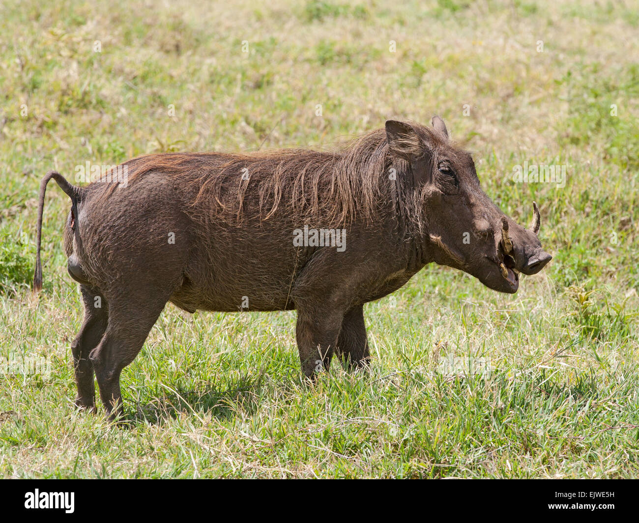 Männliche gemeinsame Warzenschwein Stockfoto
