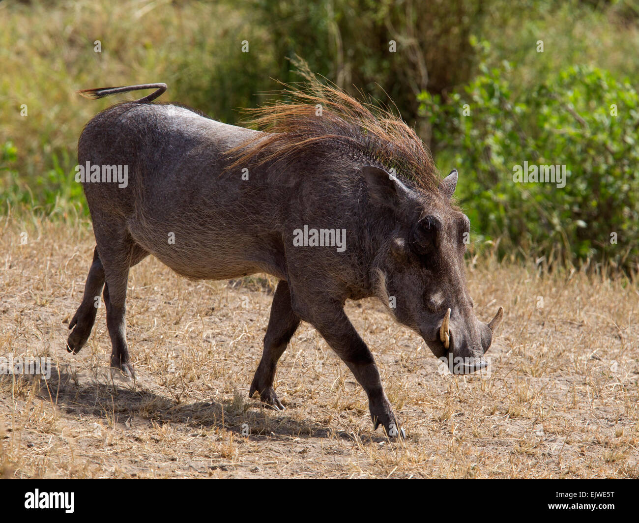Weibliche gemeinsame Warzenschwein zu Fuß Stockfoto