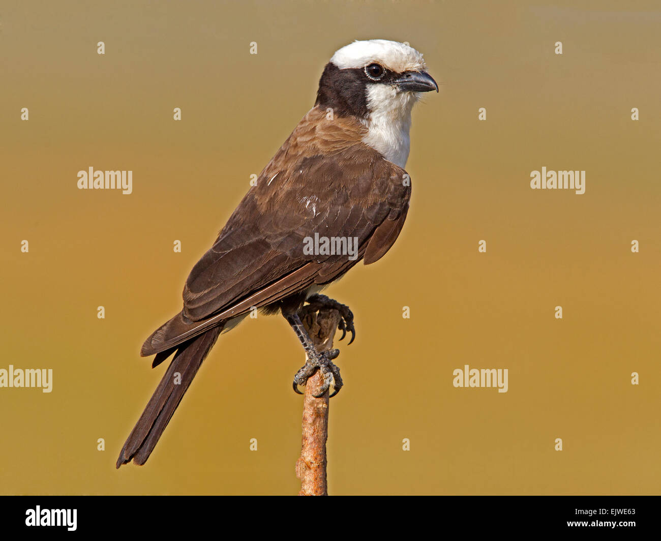 Nördlichen weiß gekrönt Shrike gehockt Stockfoto