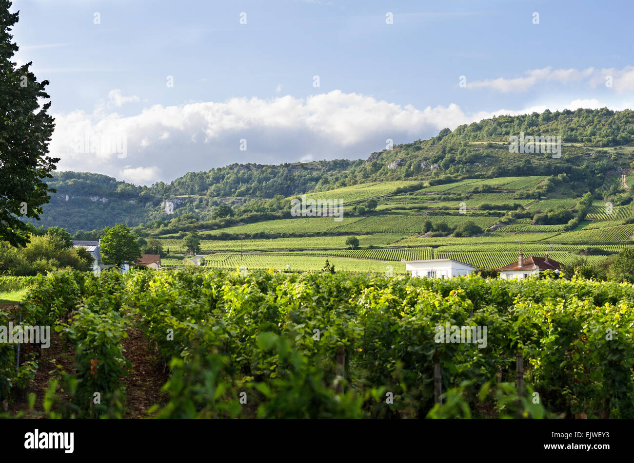 Weinberge bedecken die Hügel rund um Santenay, Côte d ' dOr, Burgund, Frankreich Stockfoto