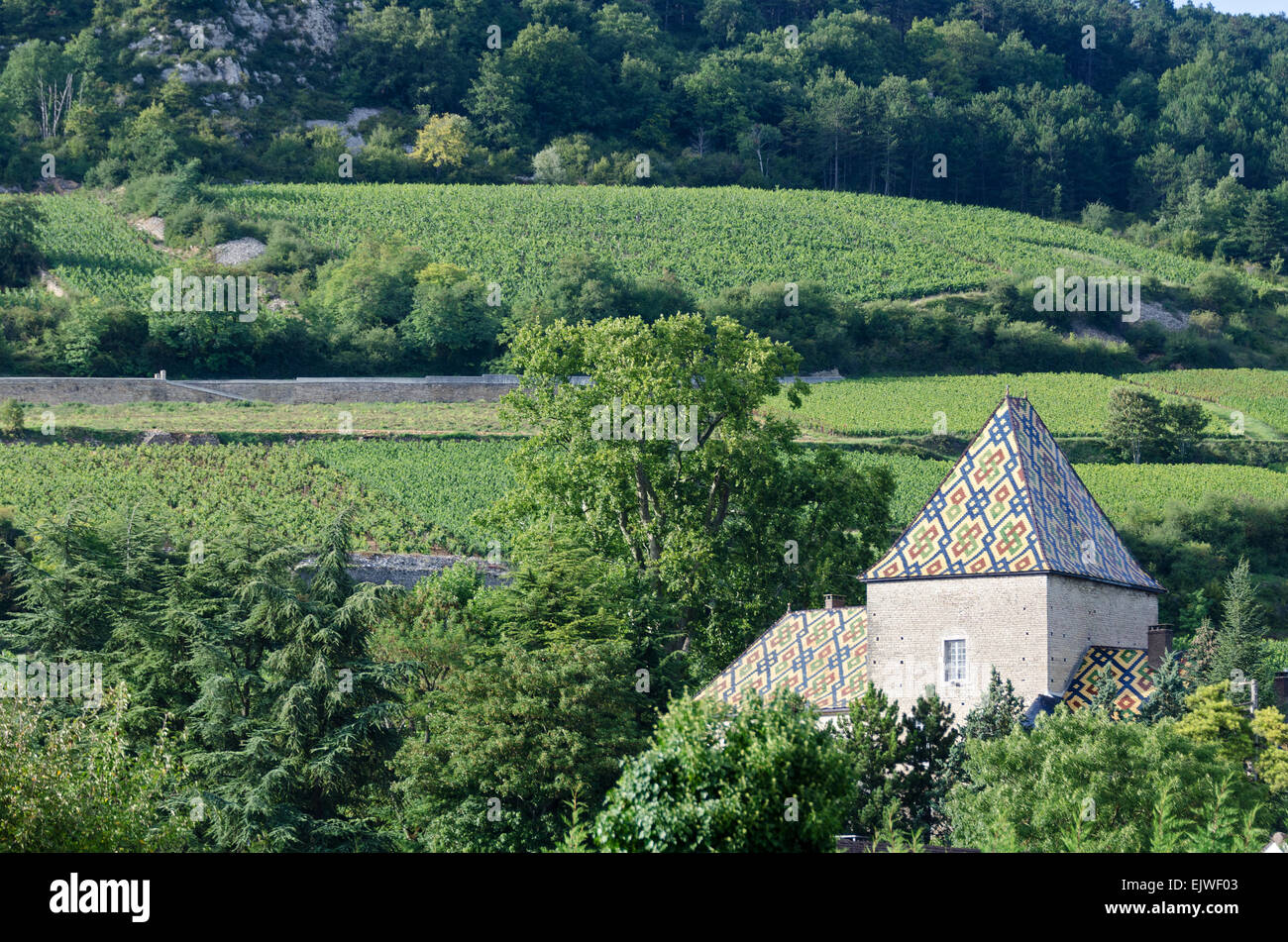 Weinberge umgeben die Château de Santenay, berühmt für seine glasierte Ziegeldach, Santenay, Côte d ' dOr, Frankreich Stockfoto