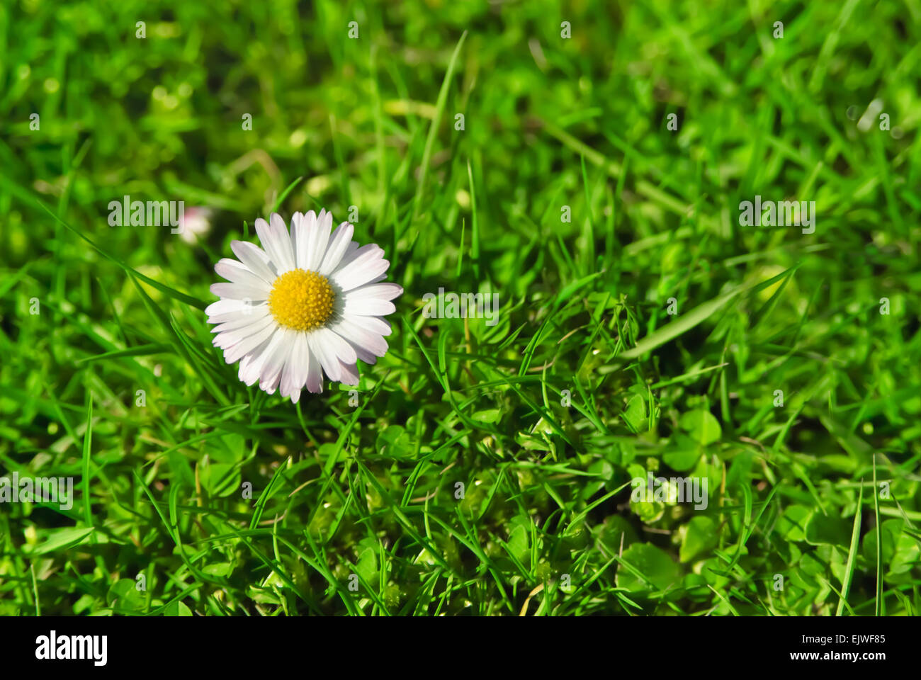 White Daisy Blume auf der Wiese von oben Stockfoto