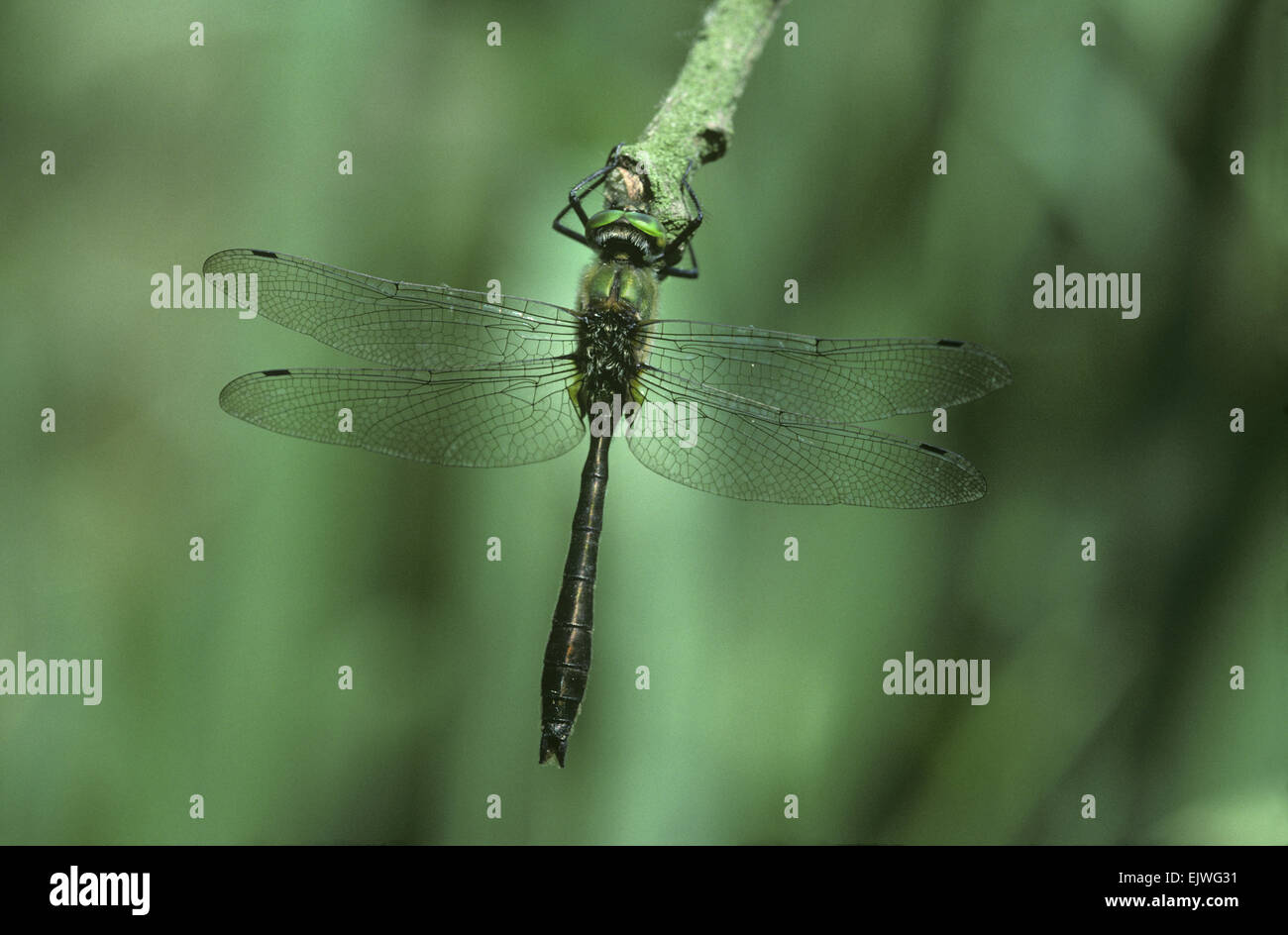 Downy Smaragd - Cordulia aenea Stockfoto