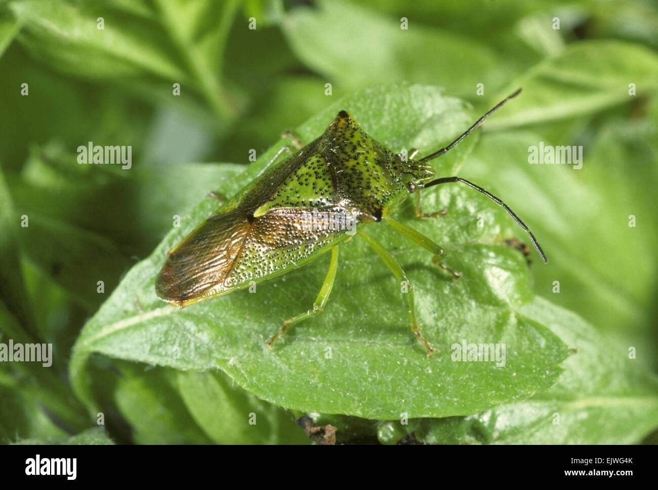 Weißdorn Shieldbug - Acanthosoma haemarrhoidale Stockfoto