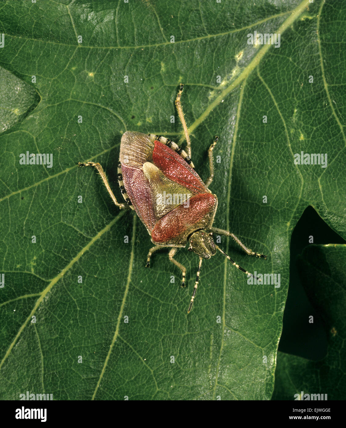 Schlehe Shield Bug - Dolycoris baccarum Stockfoto