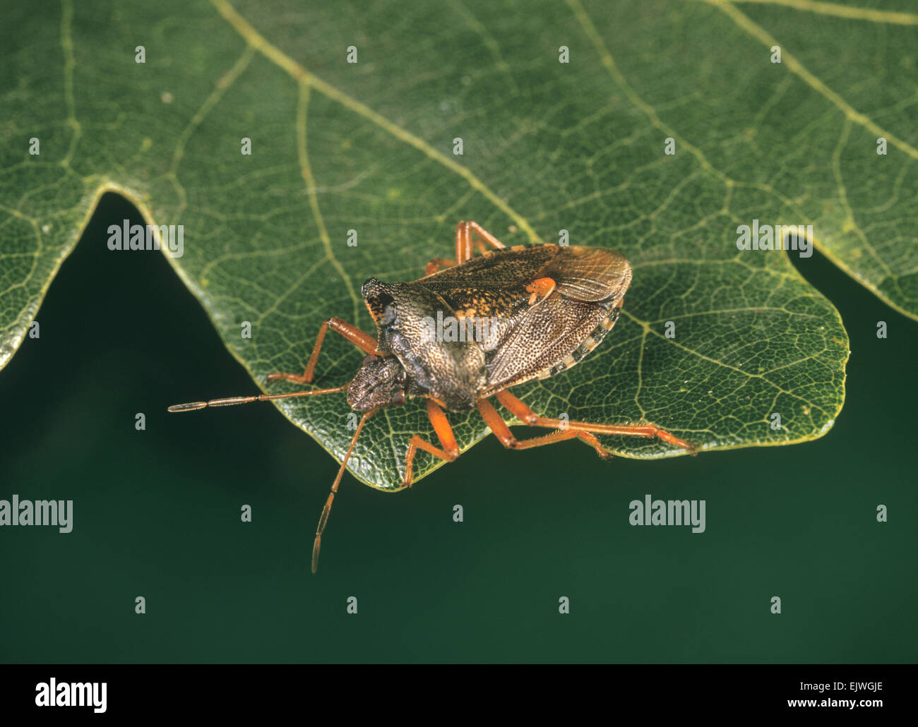 Wald-Bug - Pentatoma Art Stockfoto
