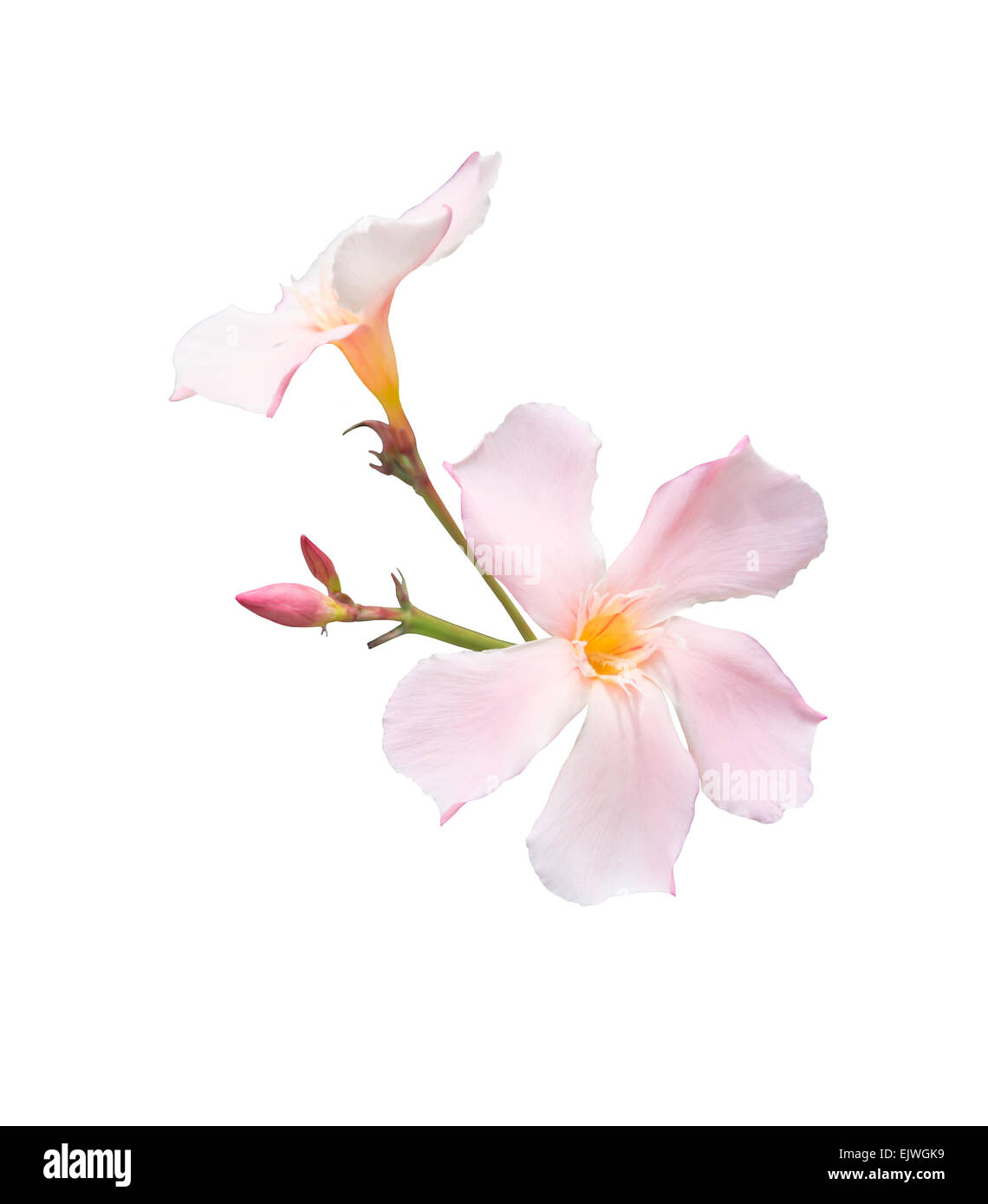 Oleander-Blüten. Nerium Strauch mit Pastell rosa Blüten isoliert auf weiss. Stockfoto