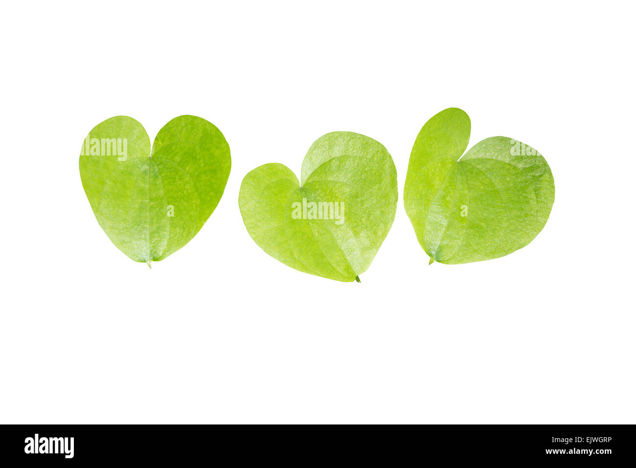 Herzförmige Blätter Nahaufnahme. Rebe von Herzen geformt Blätter isoliert auf weiss. Stockfoto