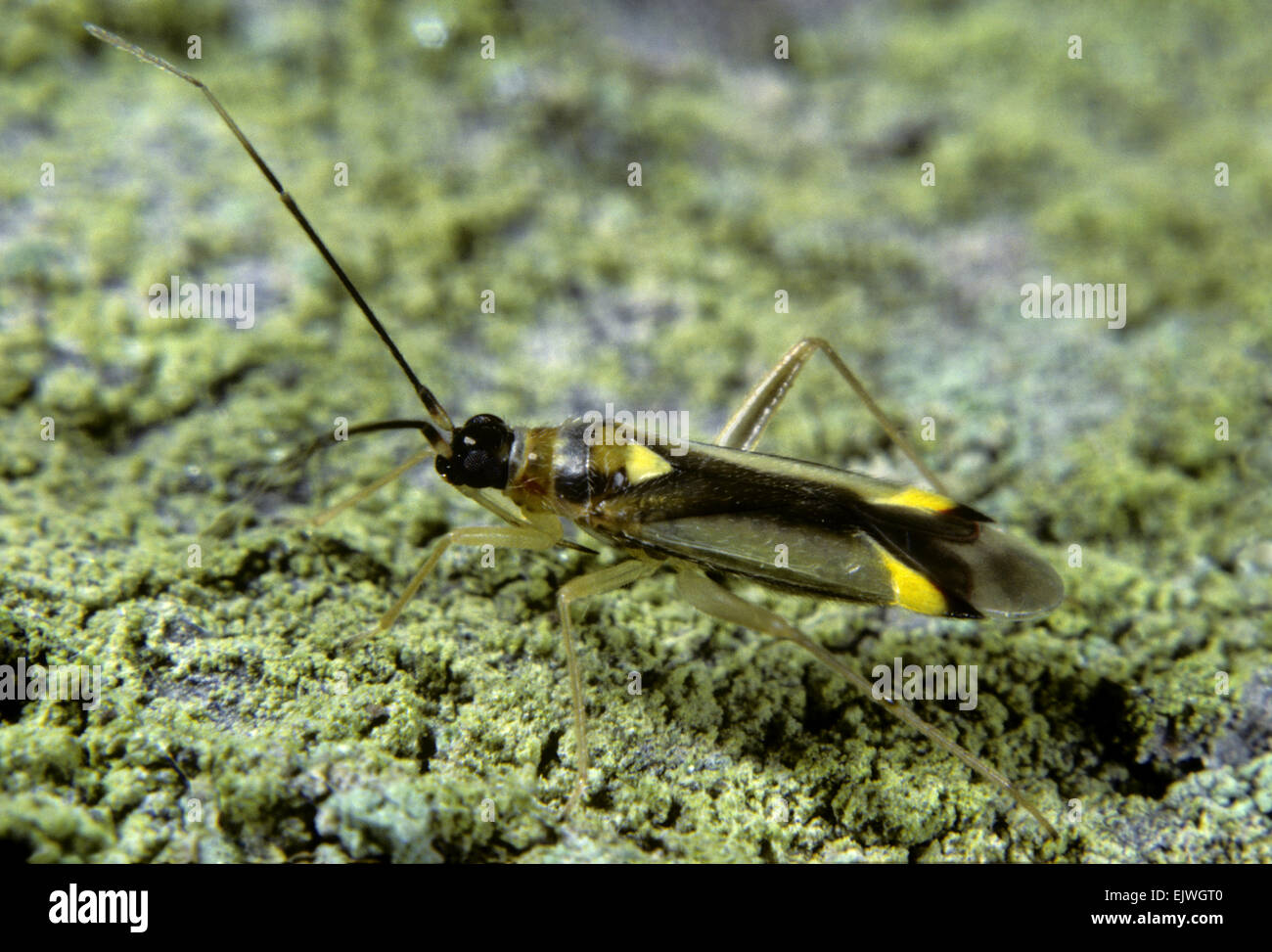 Kapsid Bug - Campyloneura stellen Stockfoto