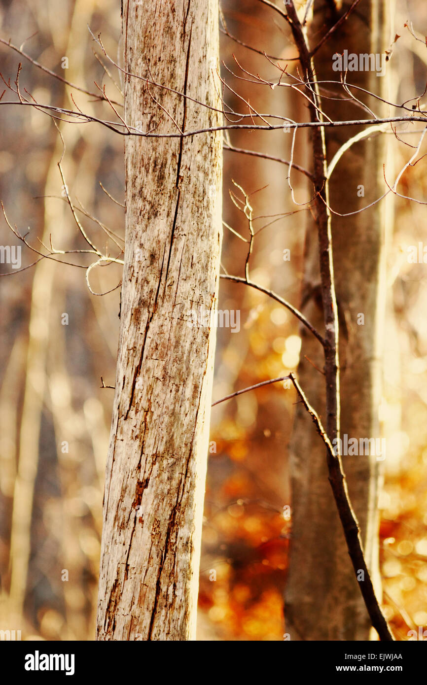 Eine geringe Schärfentiefe Feld Foto von Wald/Bäume im späten Herbst und frühen Winter. Stockfoto