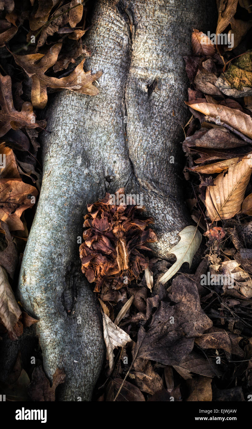 Ein Detail-Foto von einer Baumwurzel mit einem gebrochenen Kieferkegel und Laub. Stockfoto